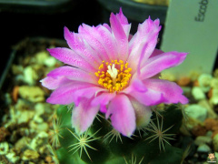 Escobaria-hesteri 2.jpg