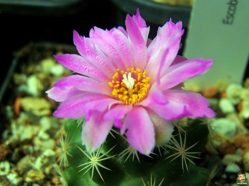 Файл:Escobaria-hesteri 2.jpg