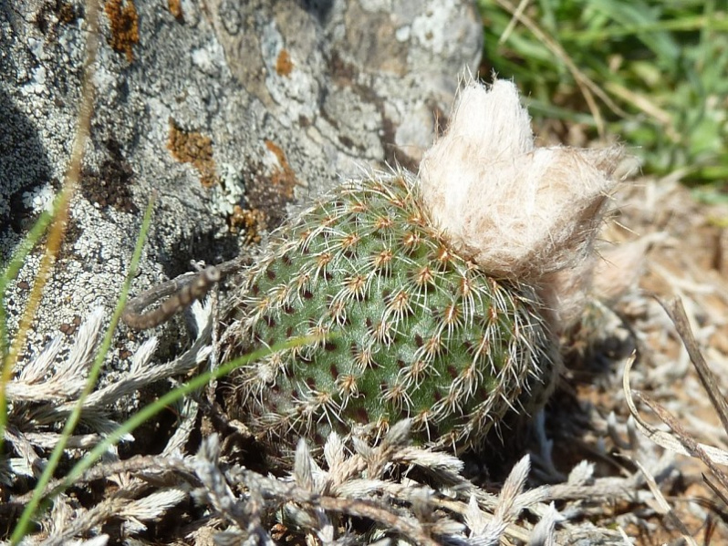 Файл:Frailea fulviseta.JPG