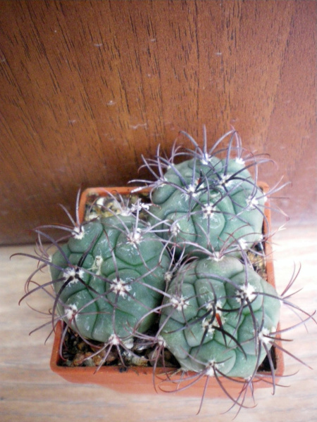 Файл:Gymnocalycium saglionis 3.jpg