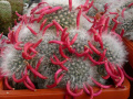 Mammillaria bocasana 5.jpg