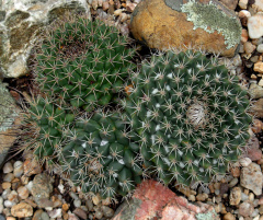 Mammillaria bocensis 3.jpg