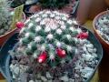 Mammillaria mammillaris 424.jpg