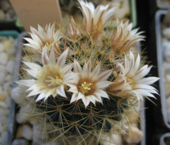 Mammillaria picta.jpg