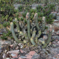 Micranthocereus purpureus