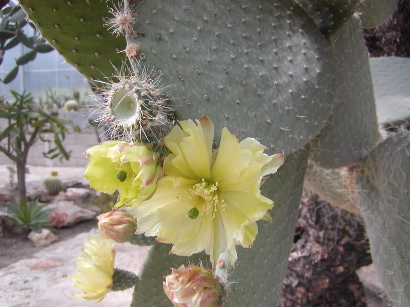 Файл:Opuntia leucotricha.jpg