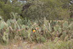 Opuntia littoralis 4h.jpg