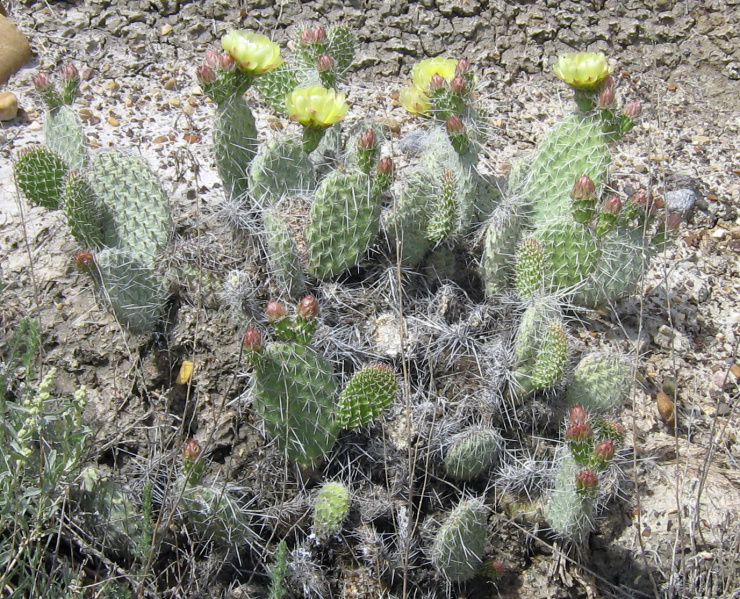 Файл:Opuntia polyacantha 1.JPG
