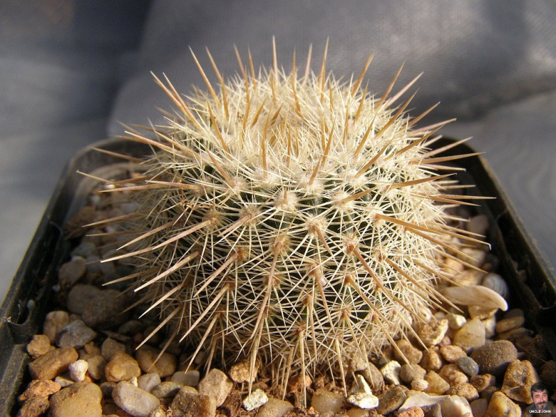 Файл:Parodia mueller-melchersii ssp. gutierrezii 4с.jpg