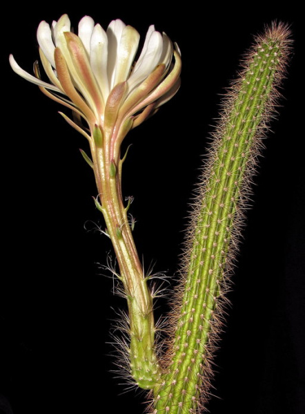 Файл:Peniocereus serpentinus 2.jpeg