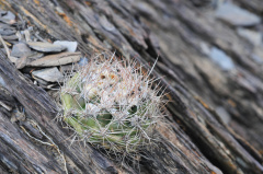 Rebutia neocumingii ssp. lanata 5.jpg