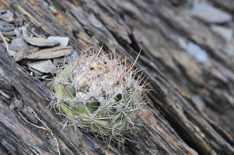 Файл:Rebutia neocumingii ssp. lanata 5.jpg