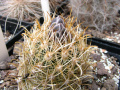 Sclerocactus scheeri 05.jpg