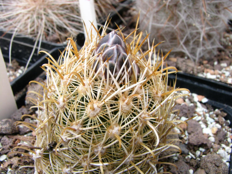 Файл:Sclerocactus scheeri 05.jpg