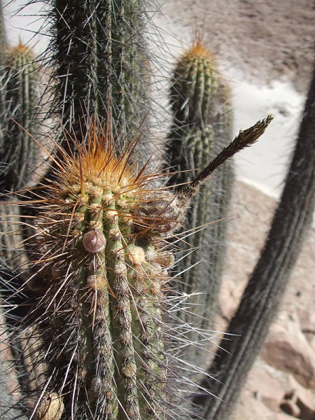 Файл:Weberbauerocereus weberbaueri 85.JPG