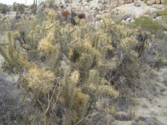 Cylindropuntia molesta 2666.jpeg