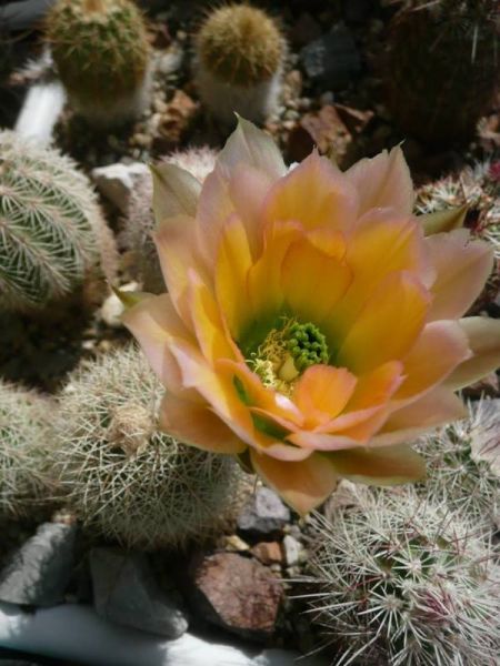 Файл:Echinocereus dasyacanthus 4.jpg