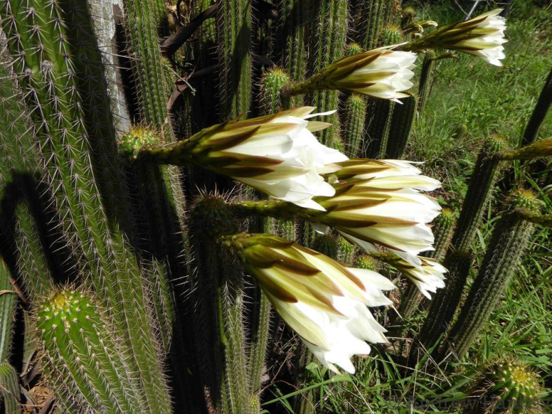 Файл:Echinopsis spachiana 445.jpg