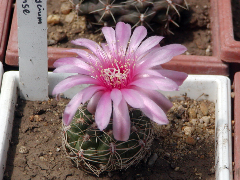 Файл:Gymnocalycium lafaldense melaleuca.jpg