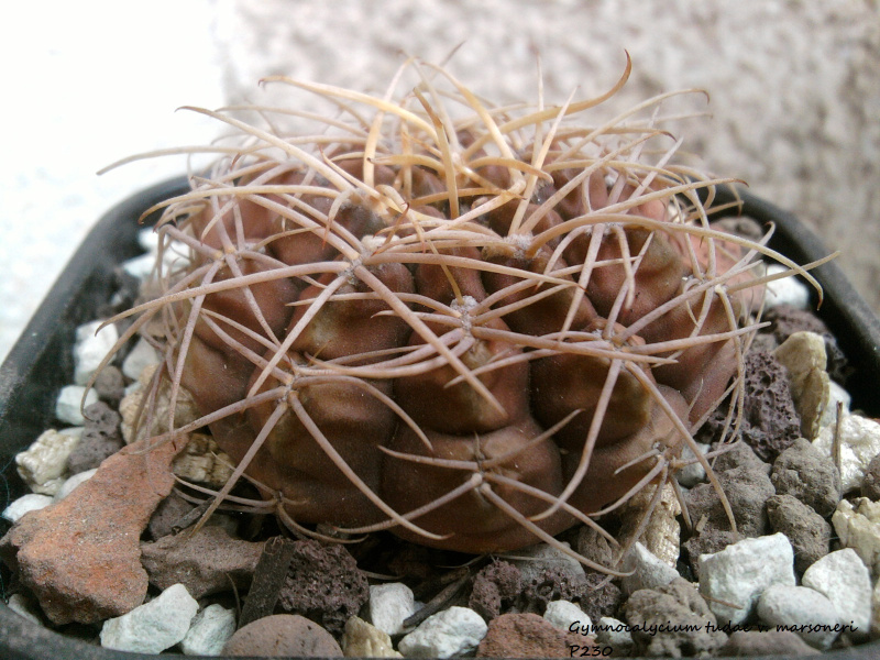 Файл:Gymnocalycium marsoneri ssp. matoense 1.jpg