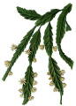 Lepismium cruciforme.jpg