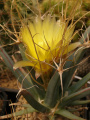 Leuchtenbergia principis