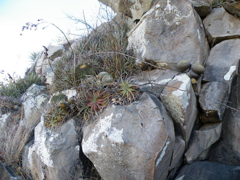 Файл:Mammillaria muehlenpfordtii &Ferocactus histrix.jpg