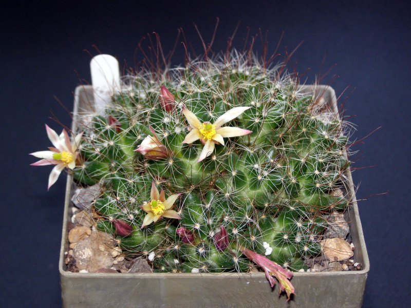Файл:Mammillaria surculosa.JPG