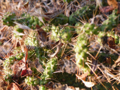 Opuntia pubescens 1.jpg