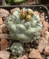 Ortegocactus macdougallii 2.jpg