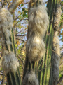 Pilosocereus alensis
