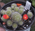 Rebutia pulvinosa ssp. pulvinosa 0.jpg