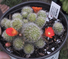 Rebutia pulvinosa ssp. pulvinosa 0.jpg