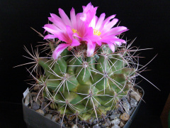 Thelocactus buekii var. matudae.JPG