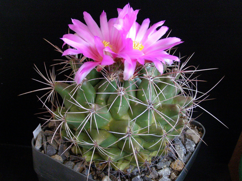 Файл:Thelocactus buekii var. matudae.JPG