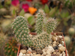 Tunilla microdisca-800x800.jpg