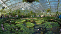 Waterlily House