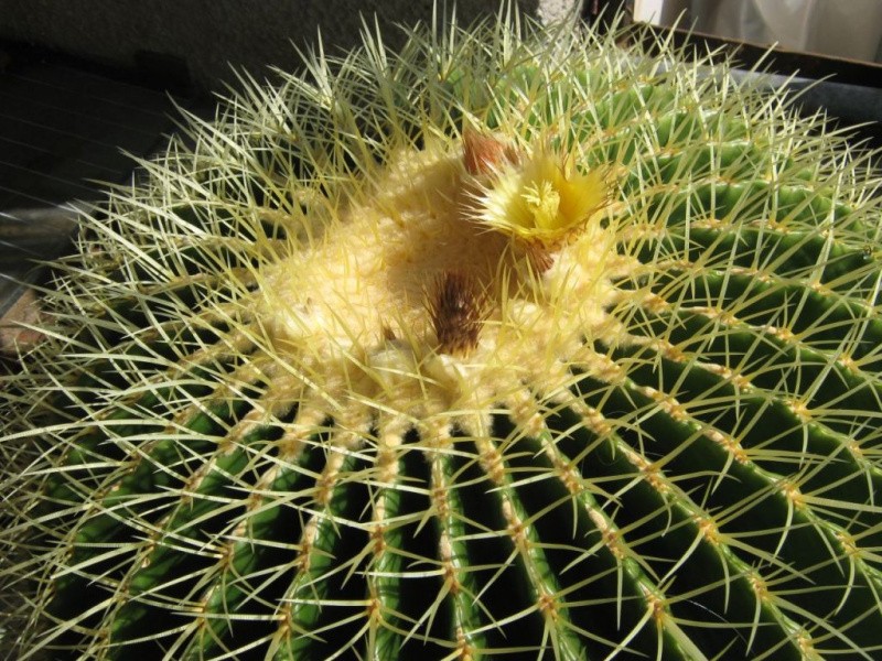 Файл:Echinocactus grusonii 2.jpg