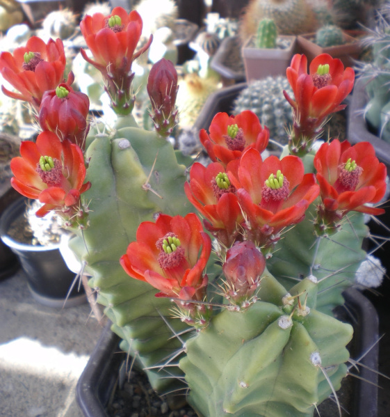 Файл:Echinocereus triglochidiatus ssp. triglochidiatus 3.jpg