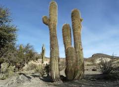 Echinopsis tarijensis ssp. bertramiana.JPG