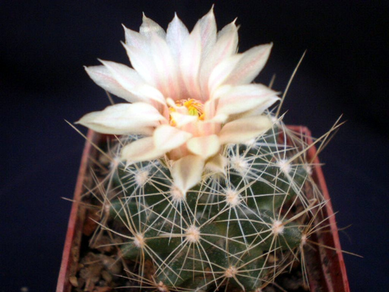 Файл:Escobaria missouriensis RP 150.jpg