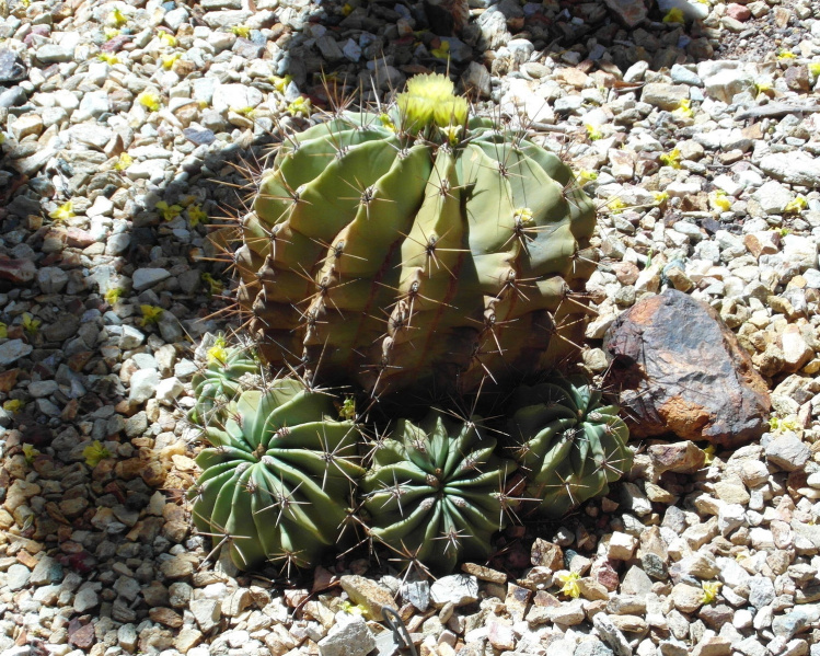 Файл:Ferocactus echidne 3.jpg