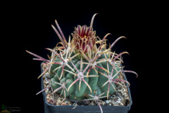 Glandulicactus mathsonii (crassihamatus).jpg