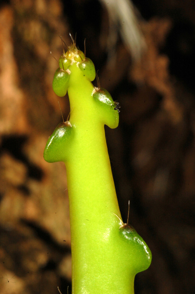 Файл:Hylocereus calcaratus 3.jpg