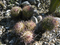 Mammillaria carnea 3h.jpg