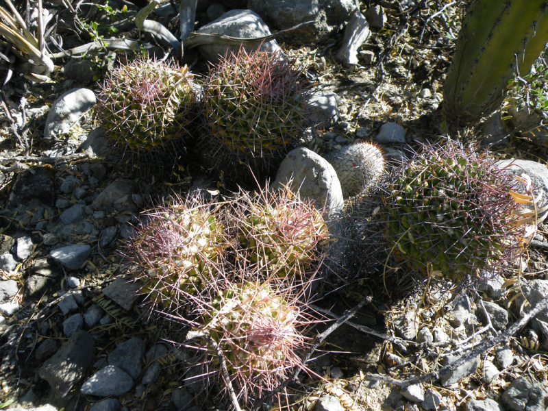 Файл:Mammillaria carnea 3h.jpg