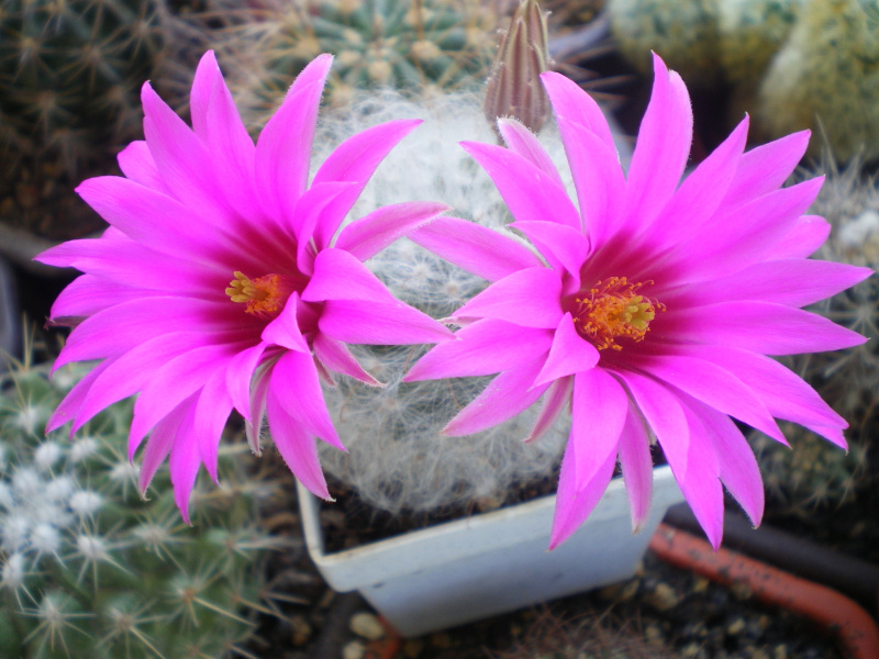 Файл:Mammillaria guelzowiana 2.jpg