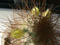 Mammillaria rekoi ssp. leptacantha3.jpg