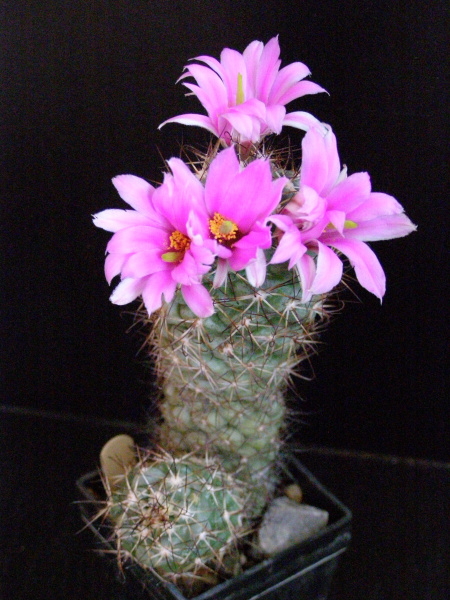 Файл:Mammillaria schumannii.JPG