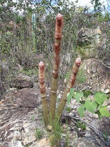 Файл:Micranthocereus violaciflorus.JPG